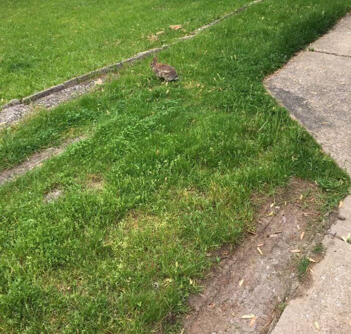 Tire tracks on the lawn (far left and right next to the driveway) show that a tenant's vehicle was parked on the grass and not the driveway. This could be considered property damage.